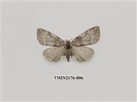 藏品(臺灣銀斑異波紋蛾)的圖片